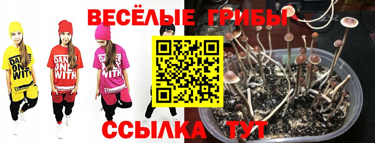 Псилоцибиновые грибы GOLDEN TEACHER  Вход с VPN  Псилоцибиновые грибы MAGIC MUSHROOMS  Гуково 